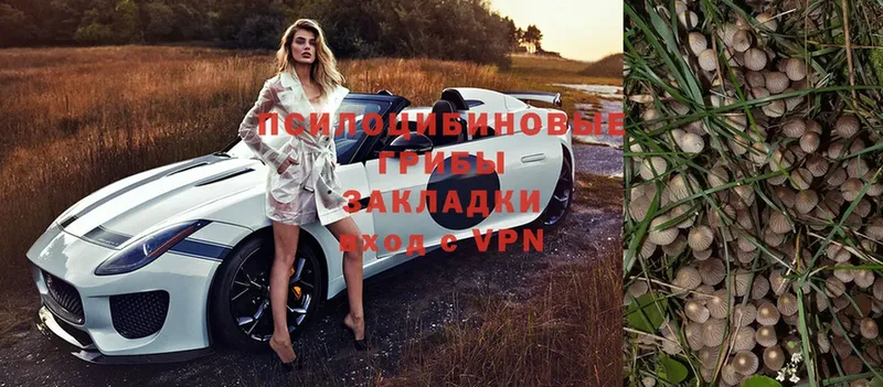 магазин продажи   Октябрьский  Псилоцибиновые грибы Psilocybe 